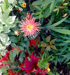 garden flowers